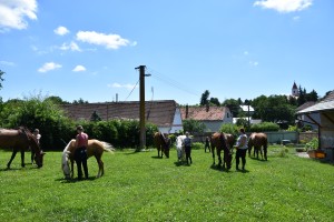 Letní tábory s koňmi 2022!!!