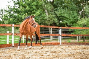Království zeleného srdce