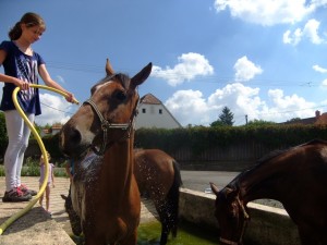 Letní tábory s koňmi 2017!!!